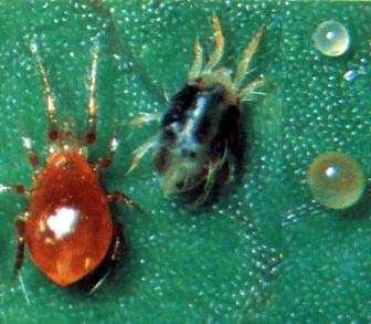 persimilis Spider Mite Control Nature's Good Guys 5,000 Live Adult Predatory Mites P Ships Next Business Day! 